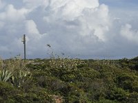 P, Faro, Vila do Bispo, Sagres 1, Saxifraga-Jan van der Straaten